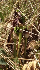 Arum palaestinum