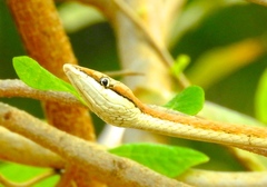 Oxybelis microphthalmus