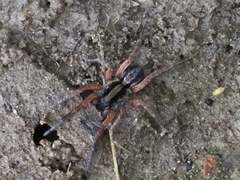 Trochosa sepulchralis