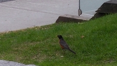 Turdus migratorius