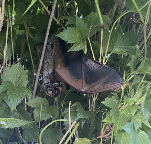 Northern Hoary Bat photographed in Minnesota