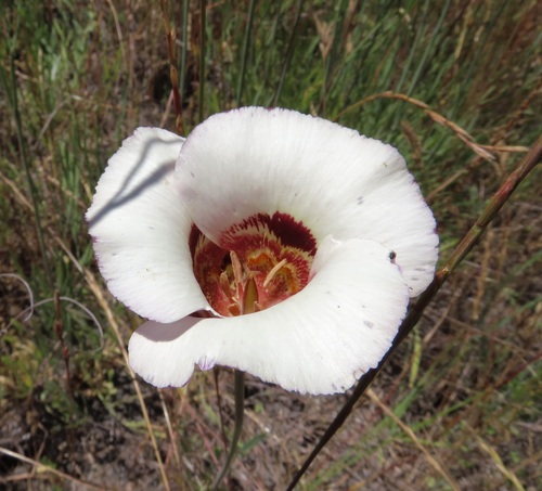 Image of Calochortus vestae by (c) John Hibbard, some rights reserved (CC BY)