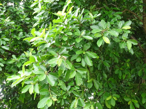 Image of Ficus costaricana by (c) Alexis López Hernández, some rights reserved (CC BY)
