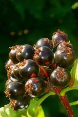 Crataegus chlorosarca