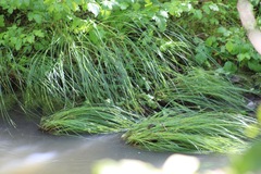 Carex nudata