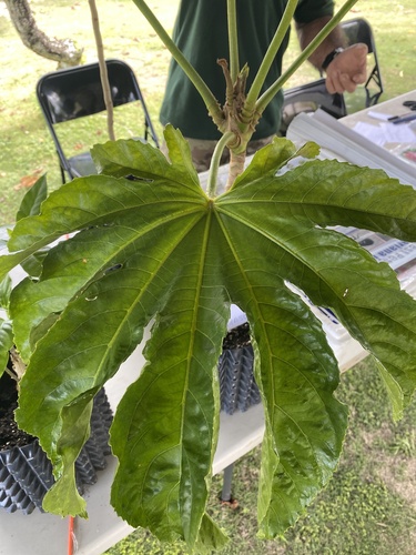 Osmoxylon mariannense observed 2024-06-14