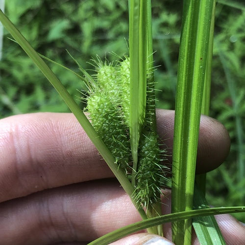 Frank's sedge (Carex frankii)