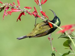 Cinnyris fuelleborni