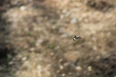 Gnophaela latipennis