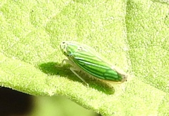 Graphocephala cythura
