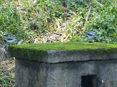 Motacilla clara
