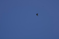 Gnophaela latipennis