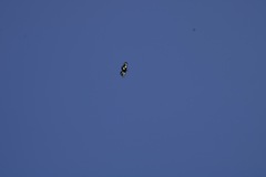 Gnophaela latipennis