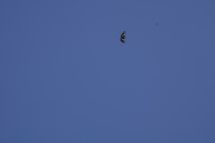 Gnophaela latipennis