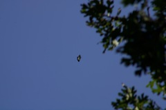 Gnophaela latipennis