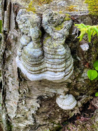 観察された菌類