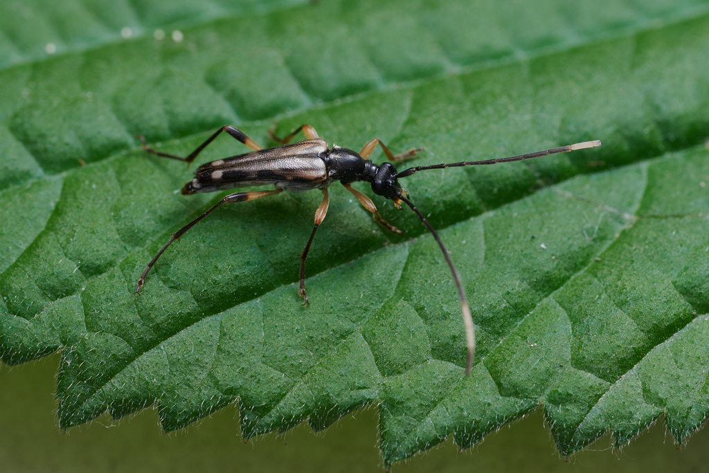 Parastrangalis chekianga