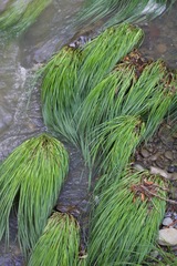 Carex nudata