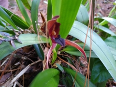 Maxillaria cucullata