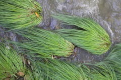 Carex nudata