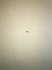 Lepidoptera