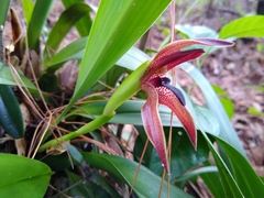 Maxillaria cucullata