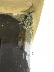 Lepidoptera