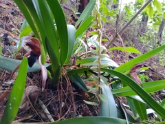 Maxillaria cucullata