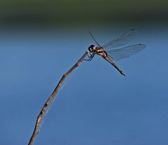 Tramea cophysa
