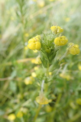 Pedicularideae