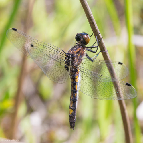 Dot-tailed Whiteface photo 4