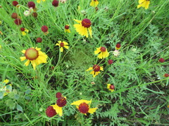 Helenium amarum badium