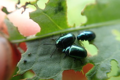 Gastrophysa cyanea