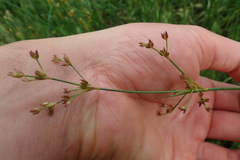 Juncus dubius