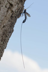 Megarhyssa atrata