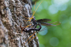 Megarhyssa atrata