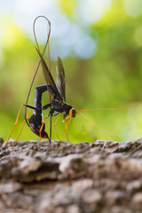 Megarhyssa atrata