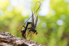 Megarhyssa atrata