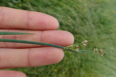 Juncus xiphioides