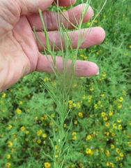 Helenium amarum badium