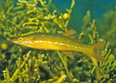 Butterfish photo 3