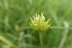 Ranunculus orthorhynchus