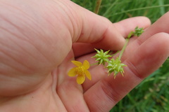 Ranunculus orthorhynchus