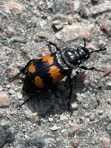 Boreal Burying Beetle