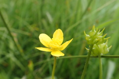 Ranunculus orthorhynchus