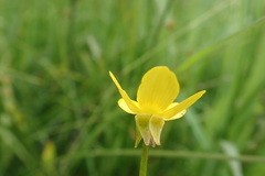Ranunculus orthorhynchus