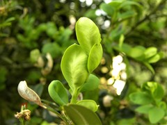 Monarthropalpus flavus