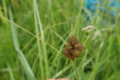Carex athrostachya