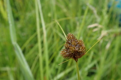 Carex athrostachya