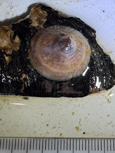 Crucibulum striatum (Say, 1826)